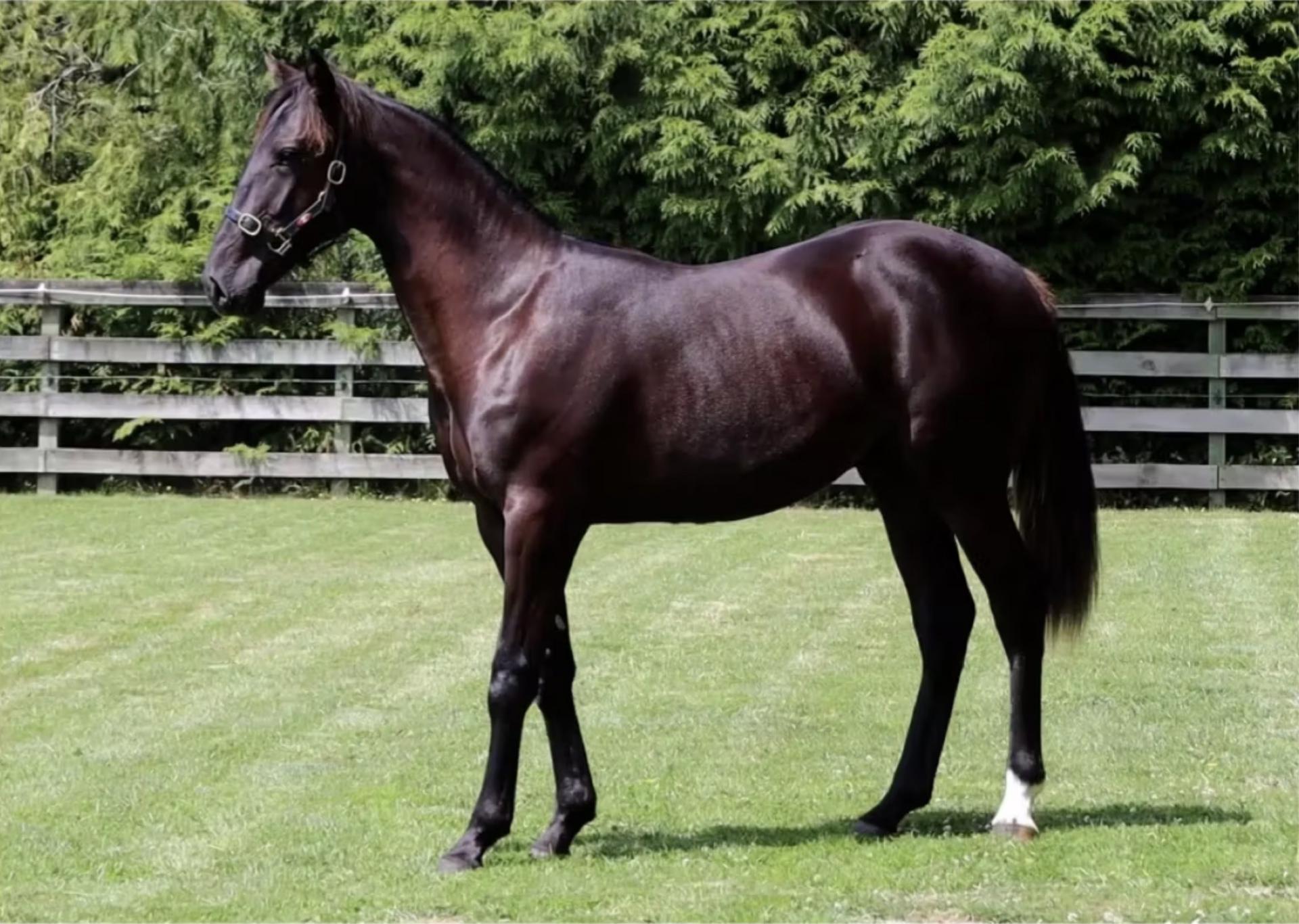 2024 YEARLING SALES PURCHASES Harness Racing Stables Cran & Chrissie